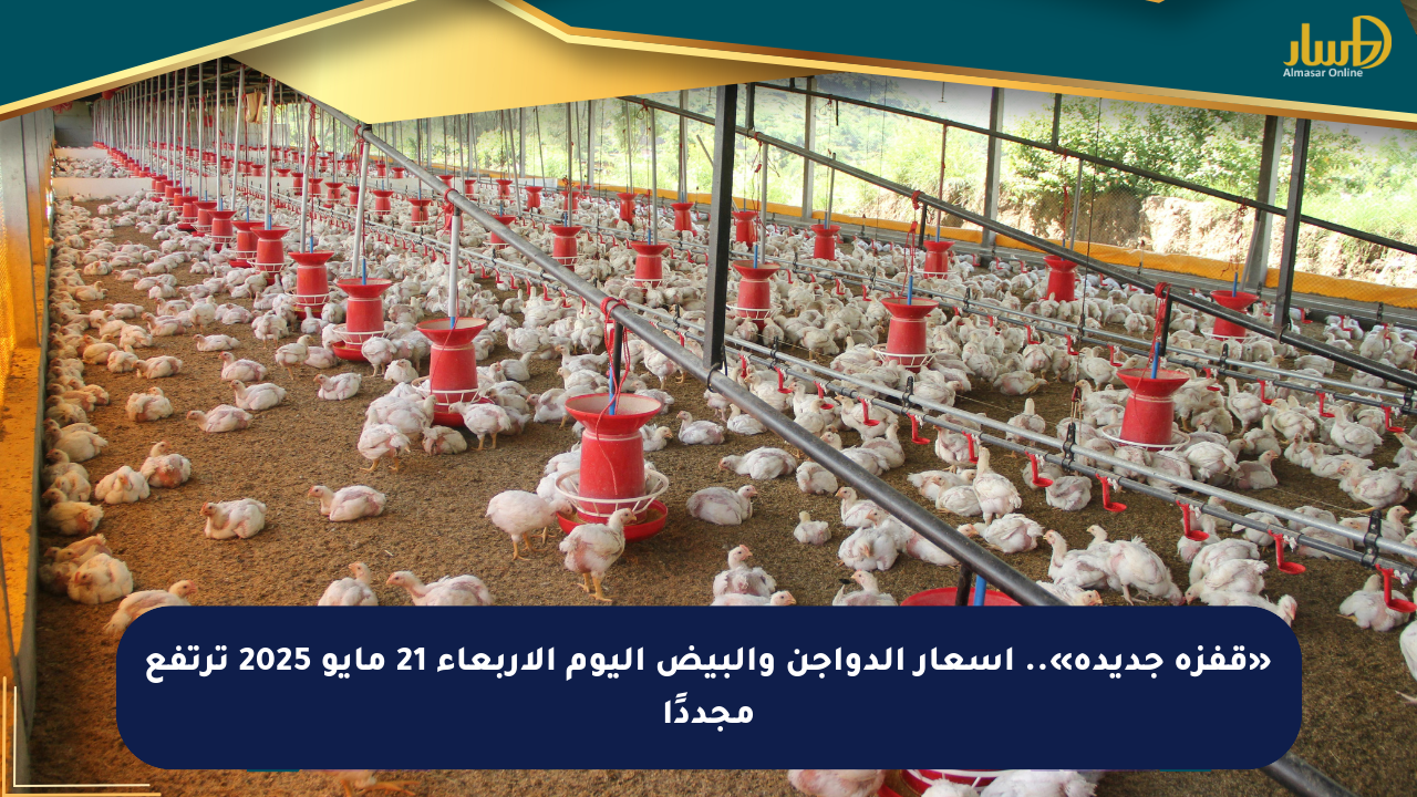 «قفزة جديدة».. أسعار الدواجن والبيض اليوم الأربعاء 21 مايو 2025 ترتفع مجددًا